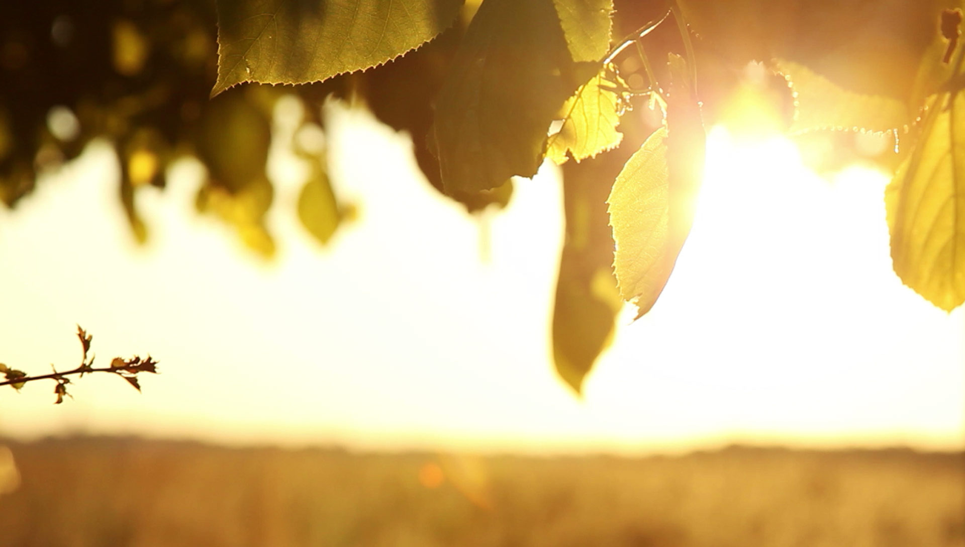 lorem ipsum dolor sit